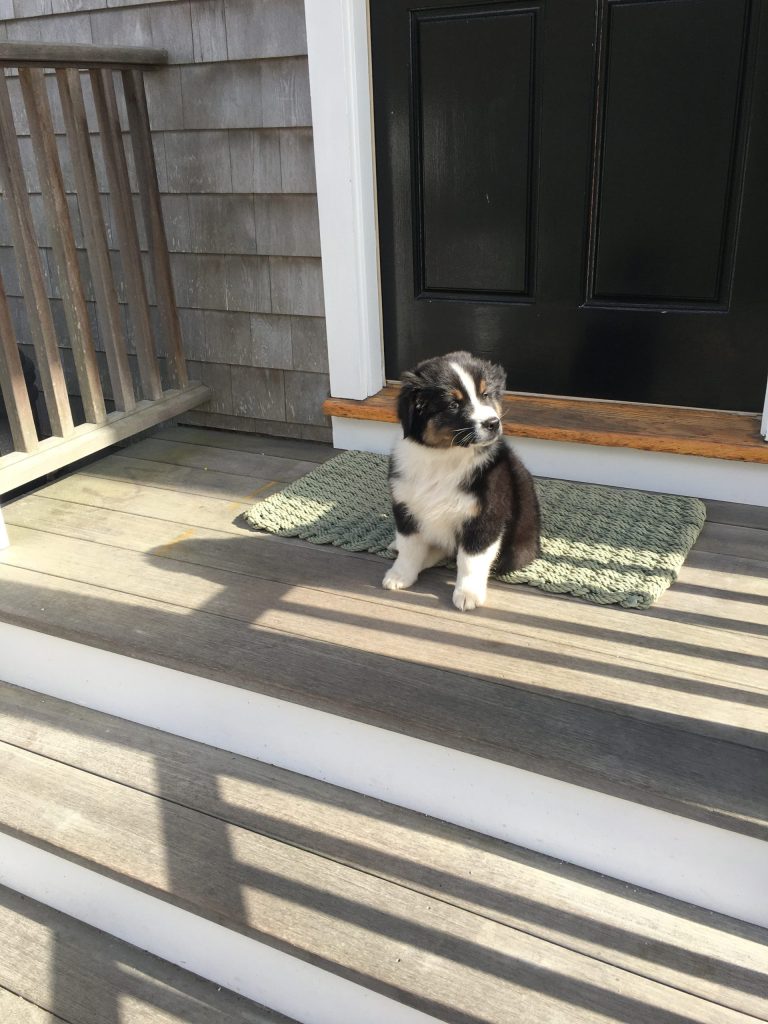 Good boy Bahzil as a puppy